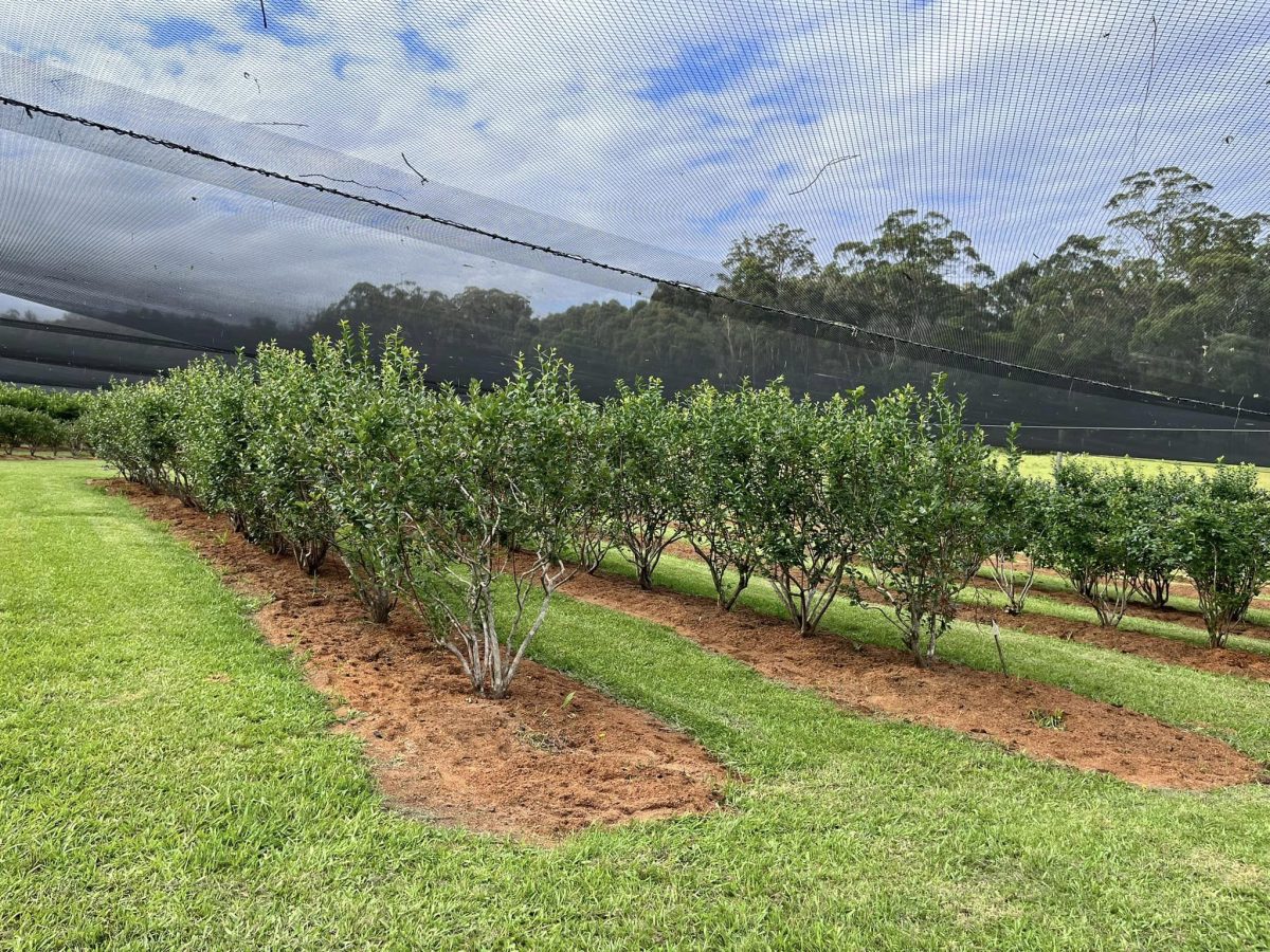 A series of berry groves under a large overhanging net.