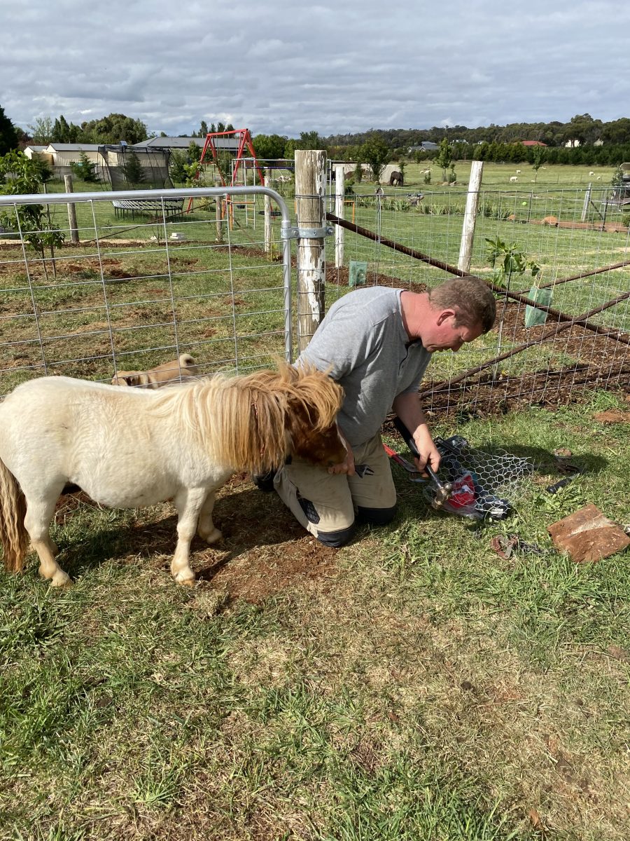 Pony and man at fence