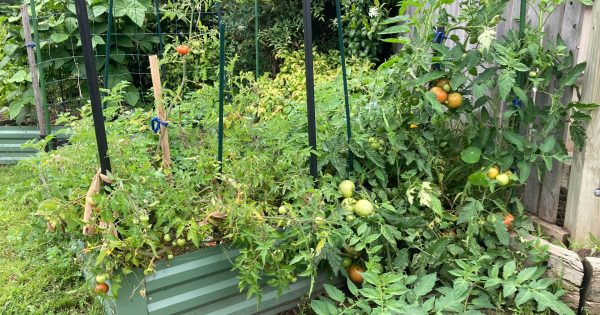 BEST OF 2025: Here's why gardening might be the biggest scam of the 21st century