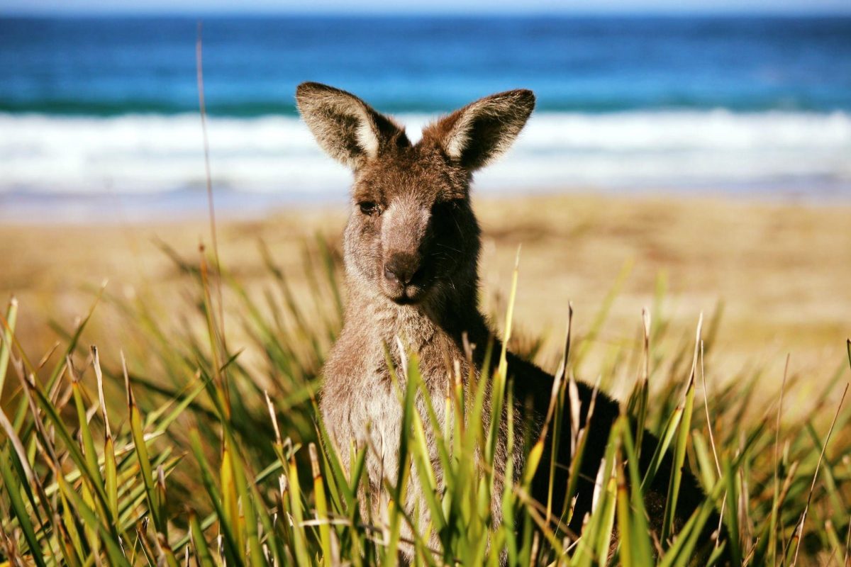 Kangaroo on beach