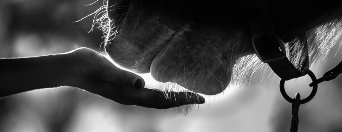 Horse sniffing hand