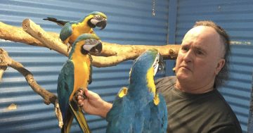 Beware the jaw of a macaw before acquiring highly prized parrots