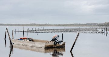 Some oyster farmers won while others lost over the holidays, yet 2024 season hopes remain buoyant