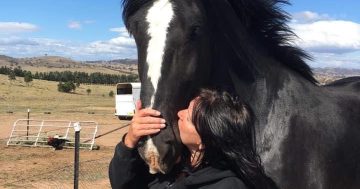 Help Heavy Horse Heaven build on its success - and save animal and human lives