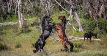 Wild horses' dawn brawl captured in Cooma couple's video