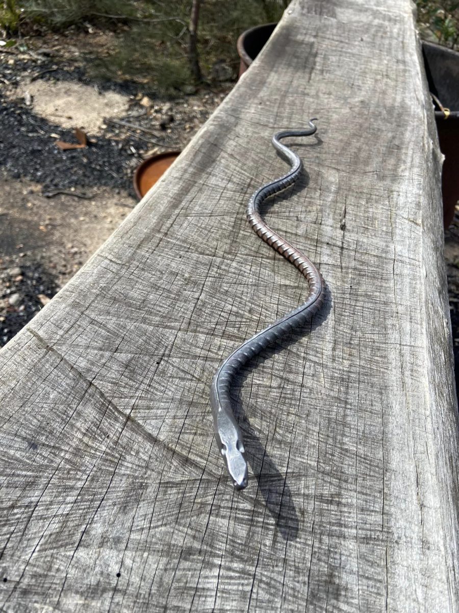 Snake on log