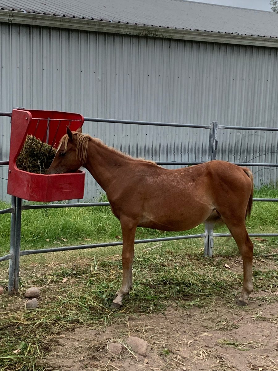 A brown horse eating