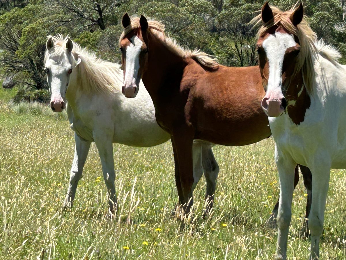 Three brown-and-white horses in a field
