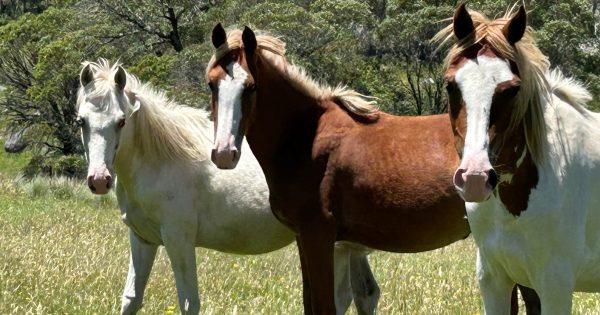 'Not looked after': 18 horses in safe hands after rehoming in joint welfare operation