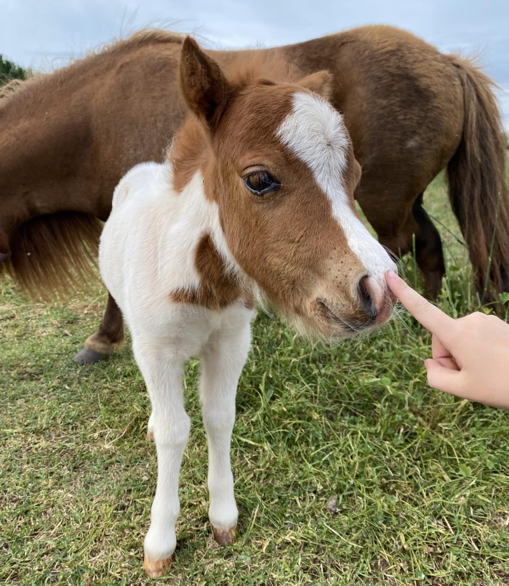 miniature pony with a finger on her nose