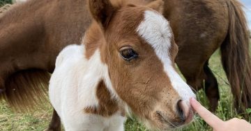 Meet the miniature pony with dwarfism making a big impression