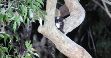 EPA backflips on protections for endangered greater gliders