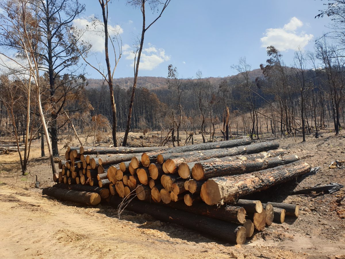 burnt timber logs salvaged from Snowy Valleys