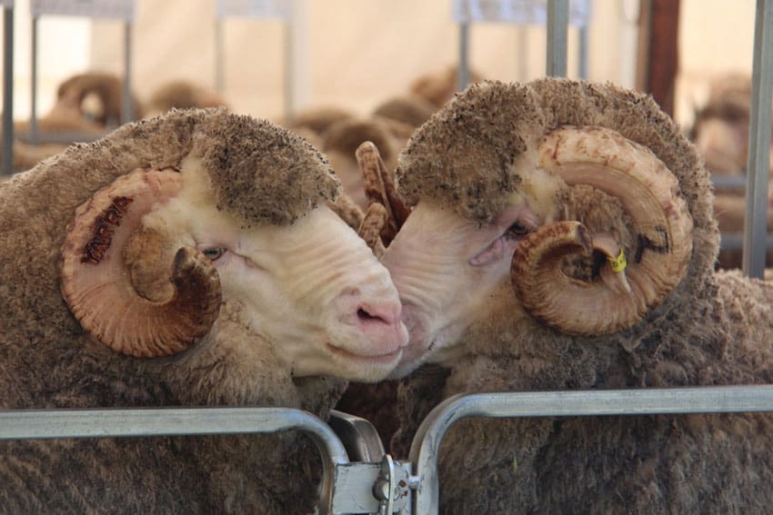 a pair of merino rams in yards