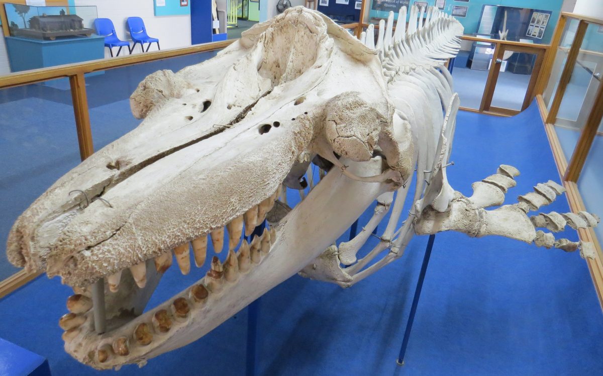 A photograph of the front of a whale skeleton