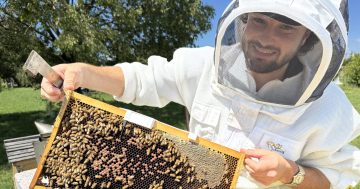 Smart hives the latest buzz which could help with varroa mite detection and bee health