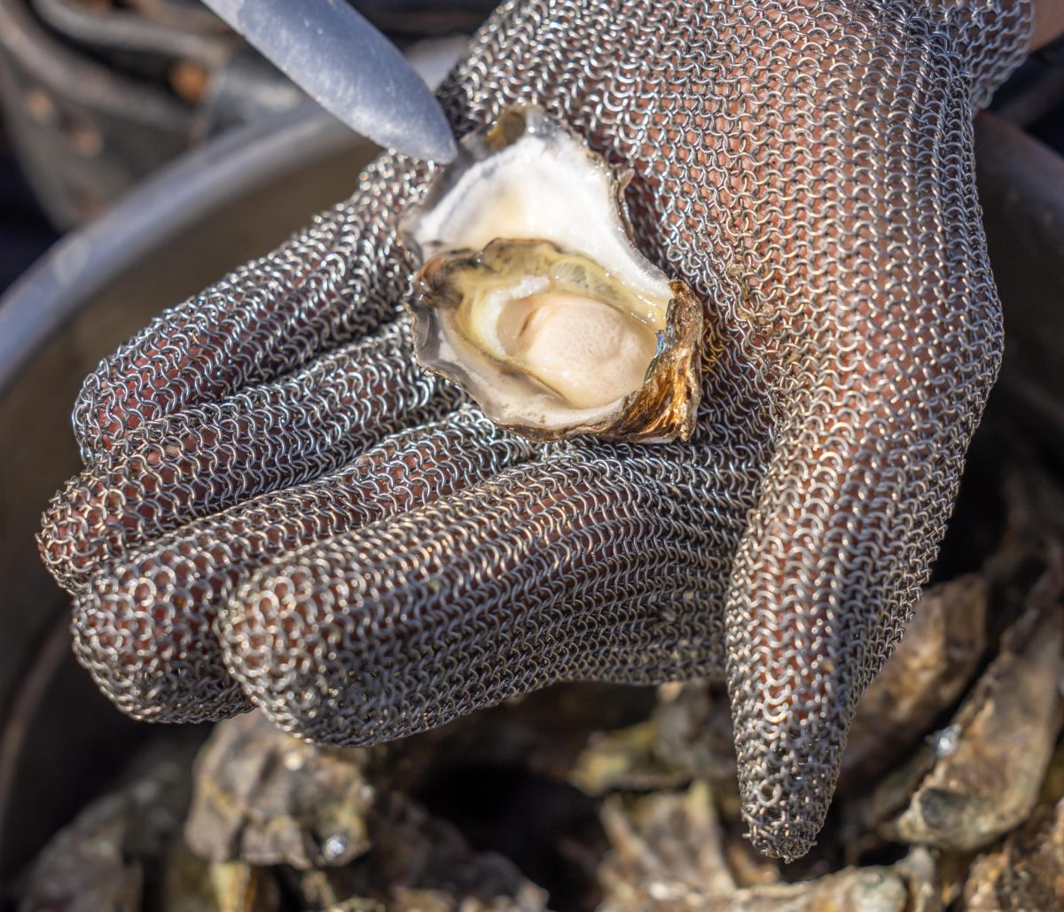 Narooma Oyster Festival a shellabration of more than a mollusc About