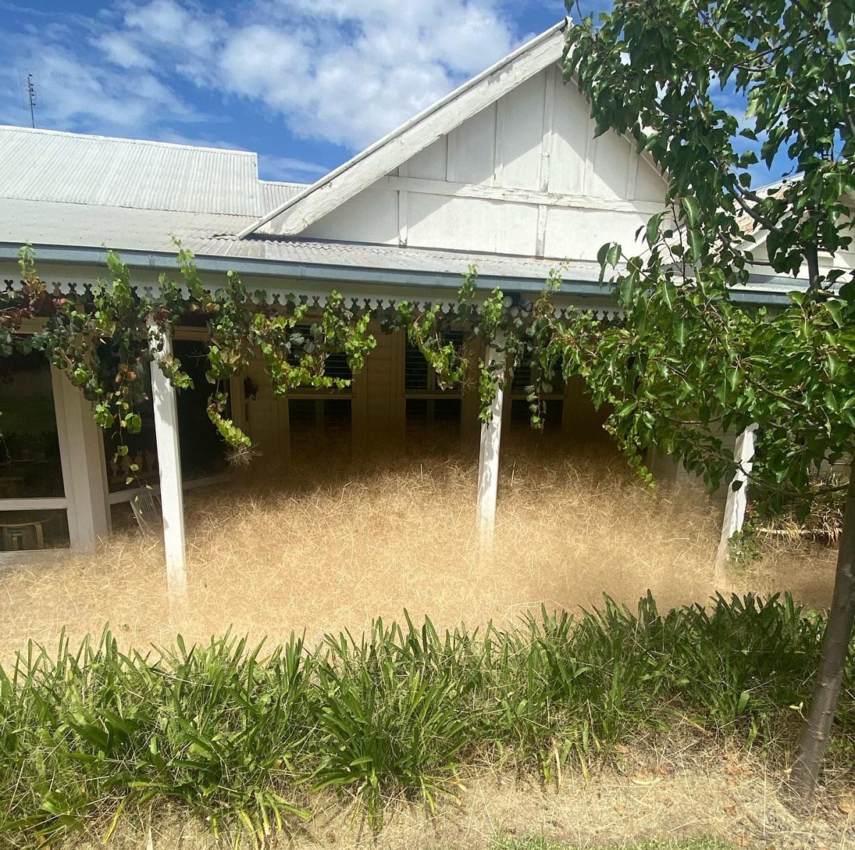 a house surrounded by hairy panic