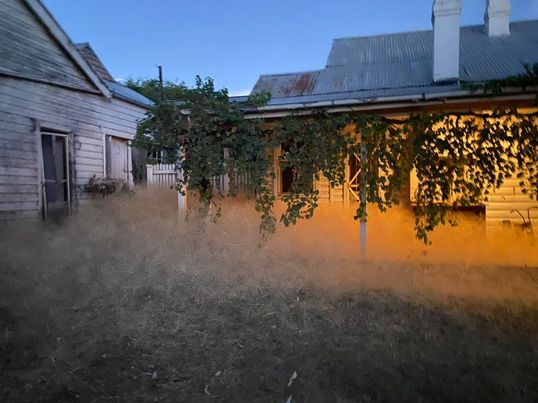 Hairy panic at a homestead