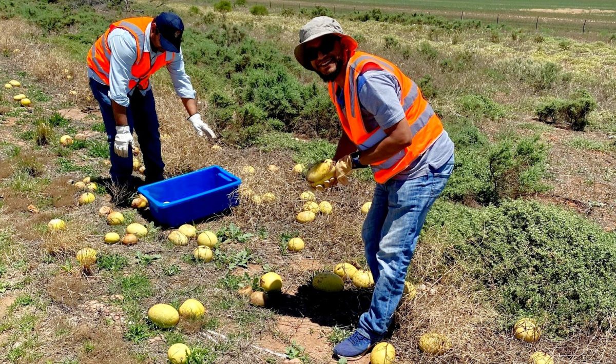 Paddy melons