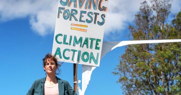 Without forests, 'we are screwed': national campaign will hold Bega protest to call for native forest logging's end