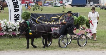 Goulburn stud trots into history with 70-year record of Royal Easter Show competition