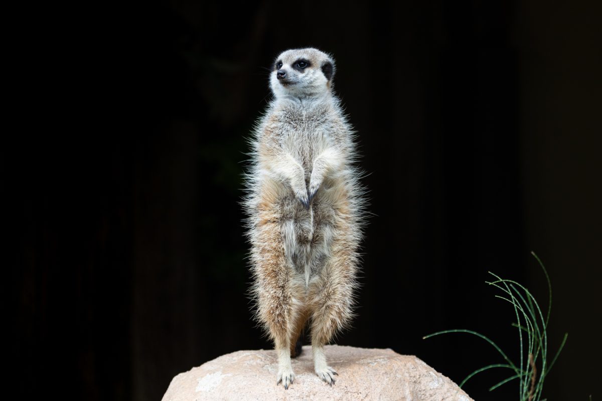 Meerkat
