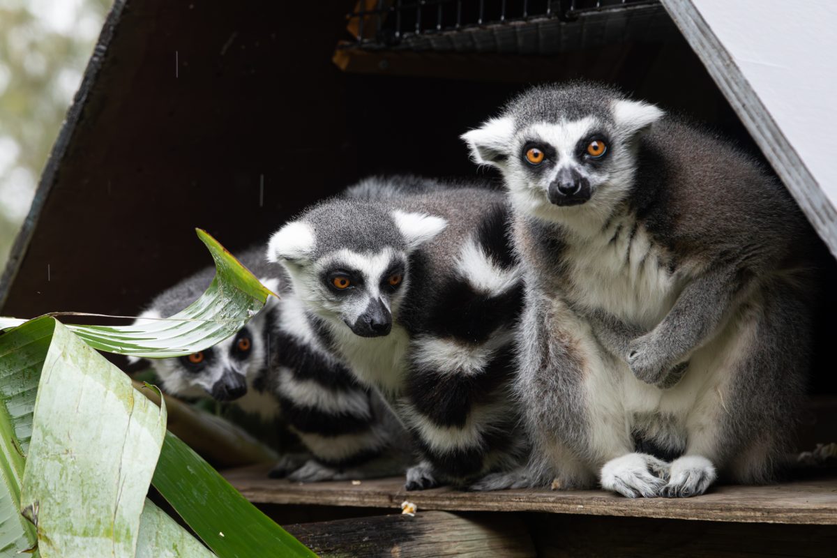 Three lemurs