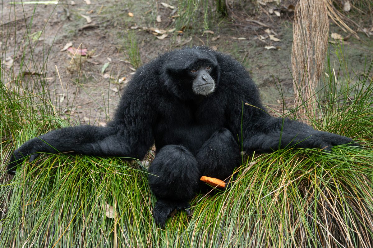 Siamang Gibbon