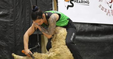 Wagga event raises the 'baa' for speed shearing worldwide