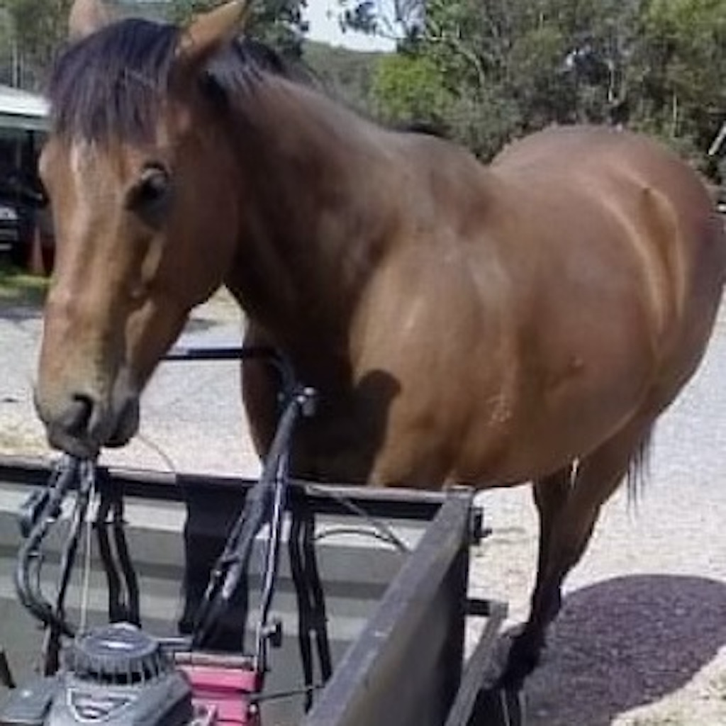 After watching Paul repairing a motor mower and start it with a pull cord, Hussar walked up to one sitting in a trailer and tried pulling the chord. 