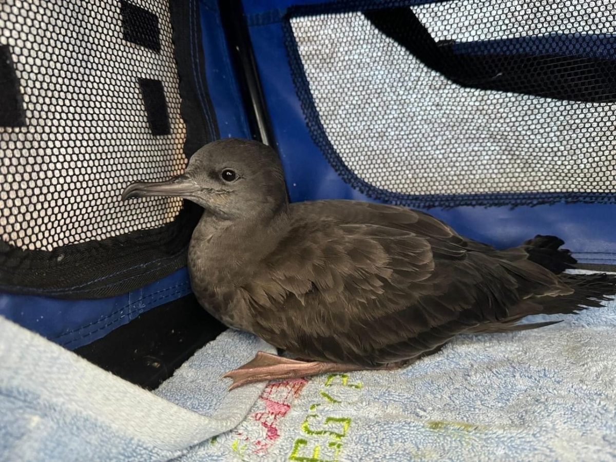 A wedge-tailed shearwater bird in a cat-carrier