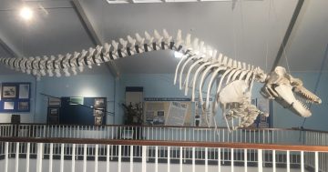'Leaping out of the water': Whale skeleton given second life in makeover