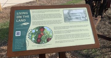 From gold to peaches: New trail details Araluen's history