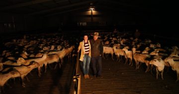 Binalong woman sets world shearing record - 358 sheep in one day