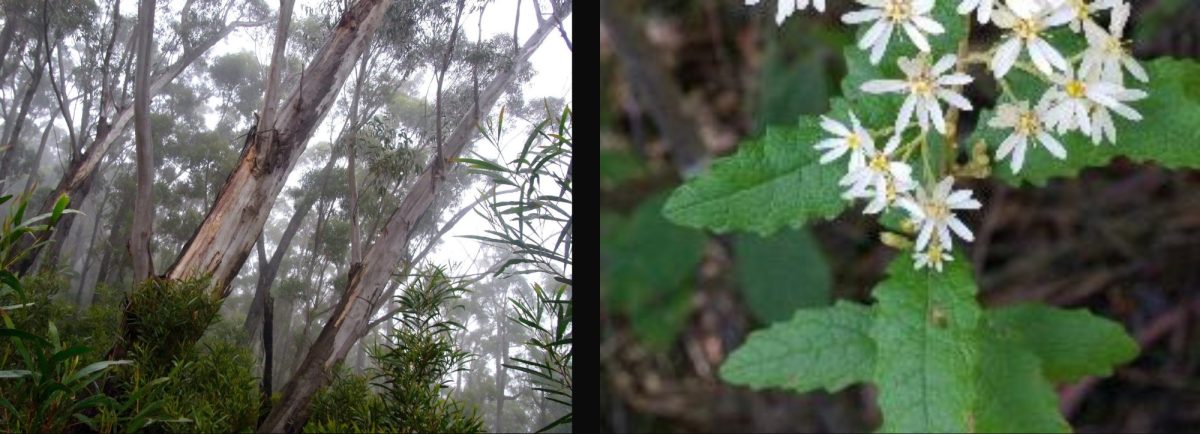 Jilliga ash (Eucalyptus stenostoma) and wrinkled daisy (Olearia rugosa subsp. Distalilobata) 