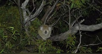 Survey brings hope for iconic Aussie species after new populations detected