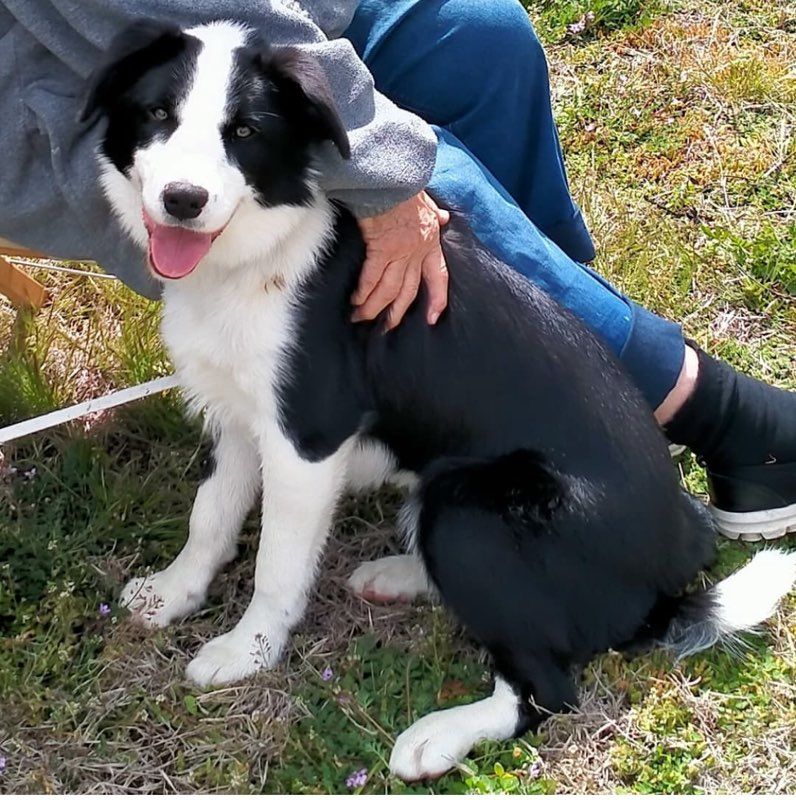 A border collie dog