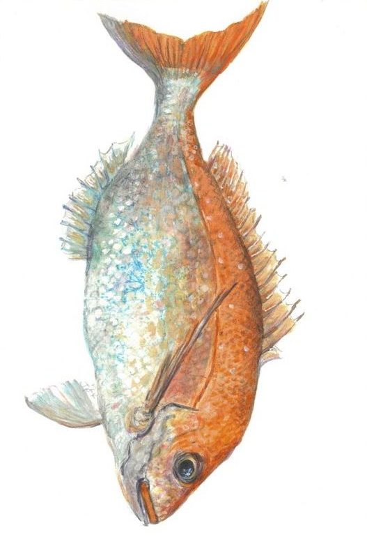 A drawing of a snapper