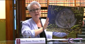 Small native rat, prose-worthy eucalypt and wrinkled daisy hoisted onto NSW endangered list