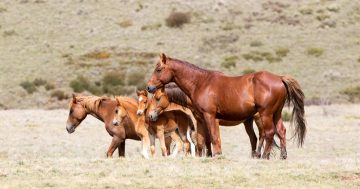 Independent high-tech wild horse survey reveals one-tenth the number of horses in Kosciuszko National Park