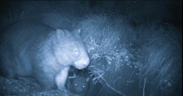 Woomargama wombat study burrows down into their role as ecological saviours