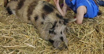 Have you seen this pig? Gundaroo family and bovine best mate, pining for his return
