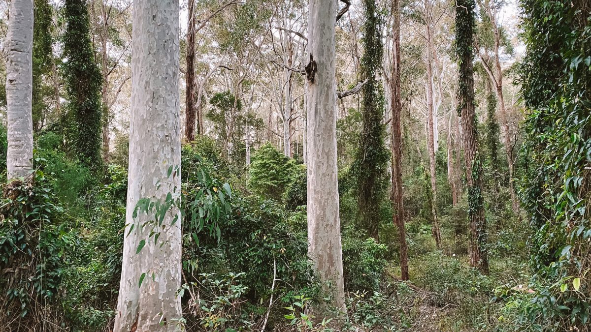 The land is steep, undulating, with water courses throughout, in a bushfire-prone area.