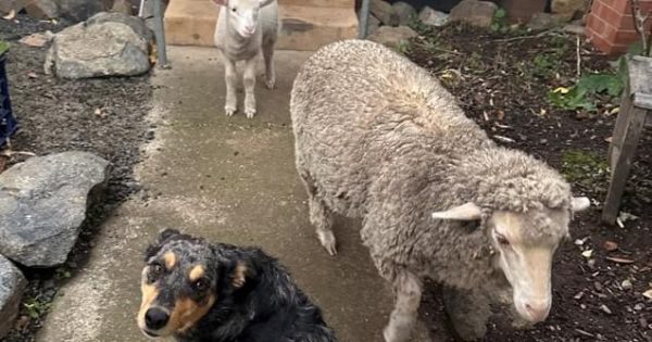 Lamb gambols on joining the good life - in Binalong lock-up