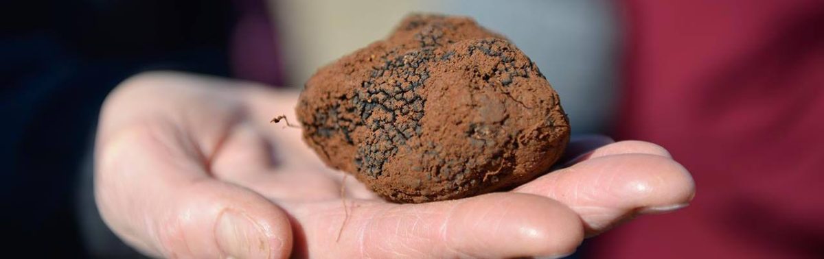 A truffle held in a hand