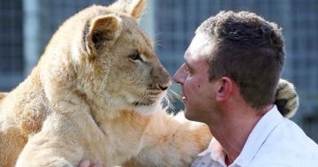 Look who's roaring now - Mogo's little orphan makes Zookeeper Chad part of the pride