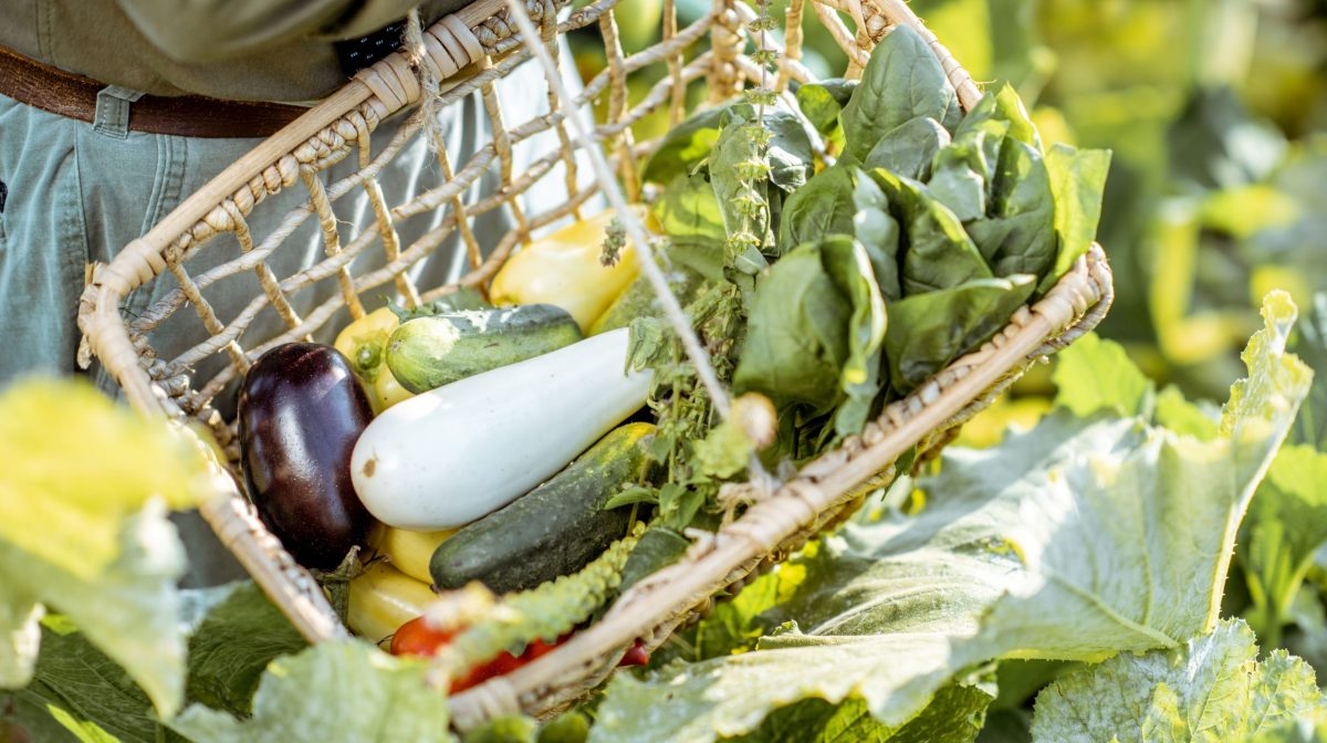 Basket of harvested vegetables