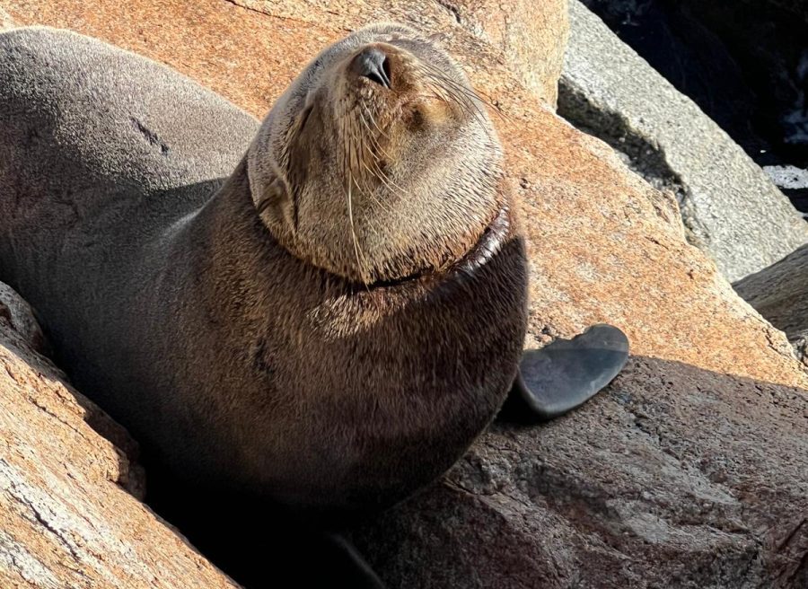 A seal on rocks with a rings around its neck