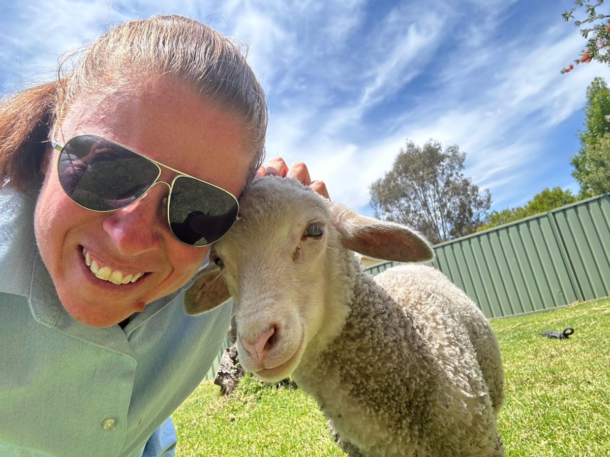 Woman in sunglasses cuddling lamb